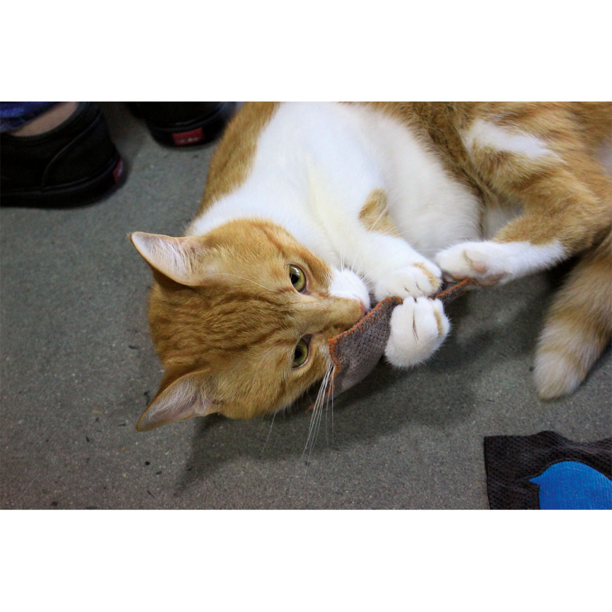 Schmusekissen Classic mit Katzenminze versch Farben Bild 7