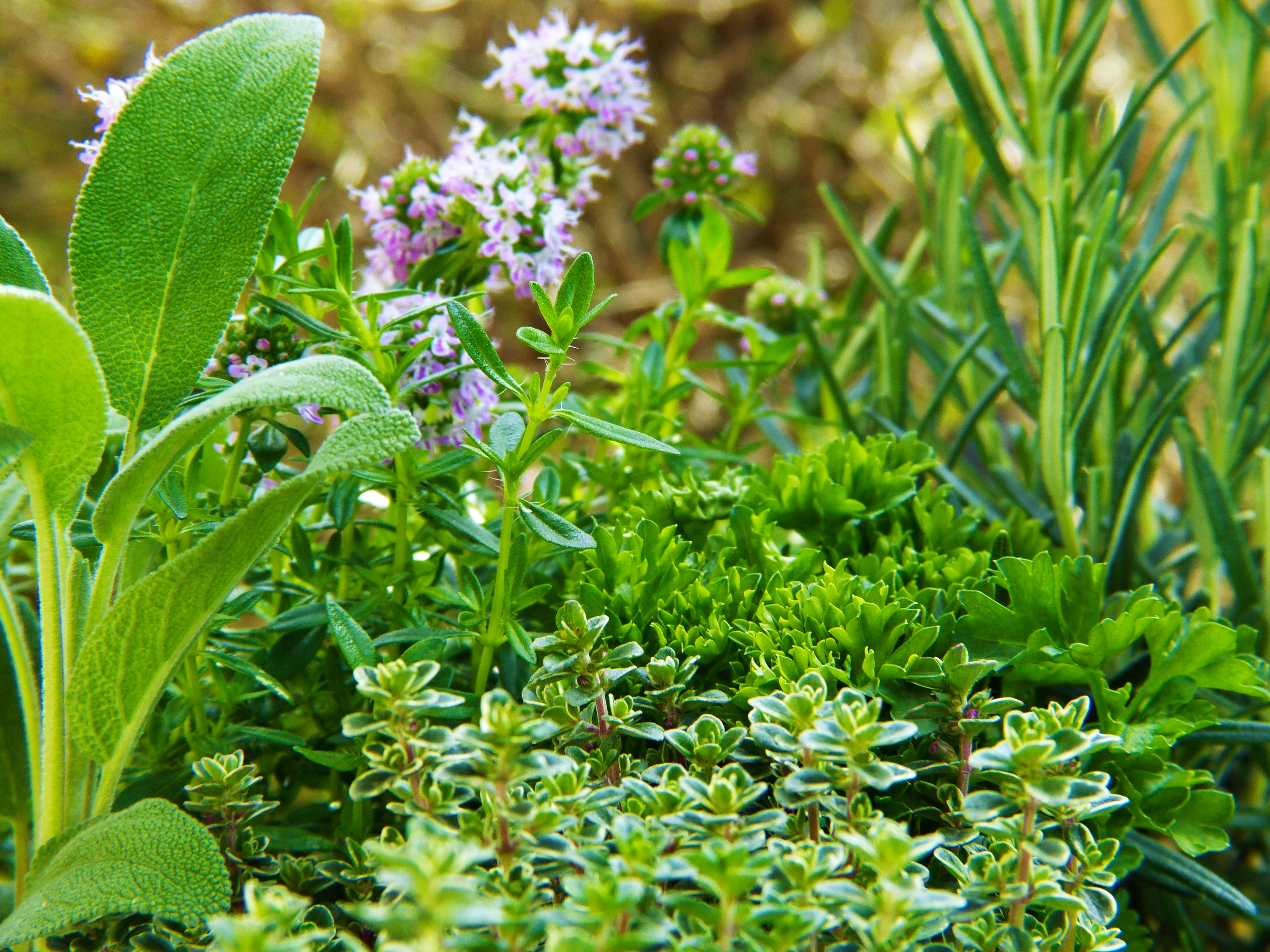 Salbei, Thymian und Schnittlauch in einem Beet.