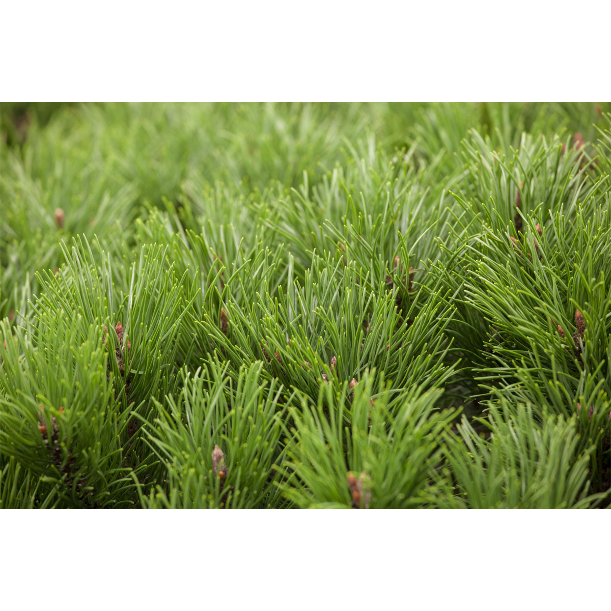 Plantiflor Zwerg-Kiefer Topf Durchmesser 17 cm