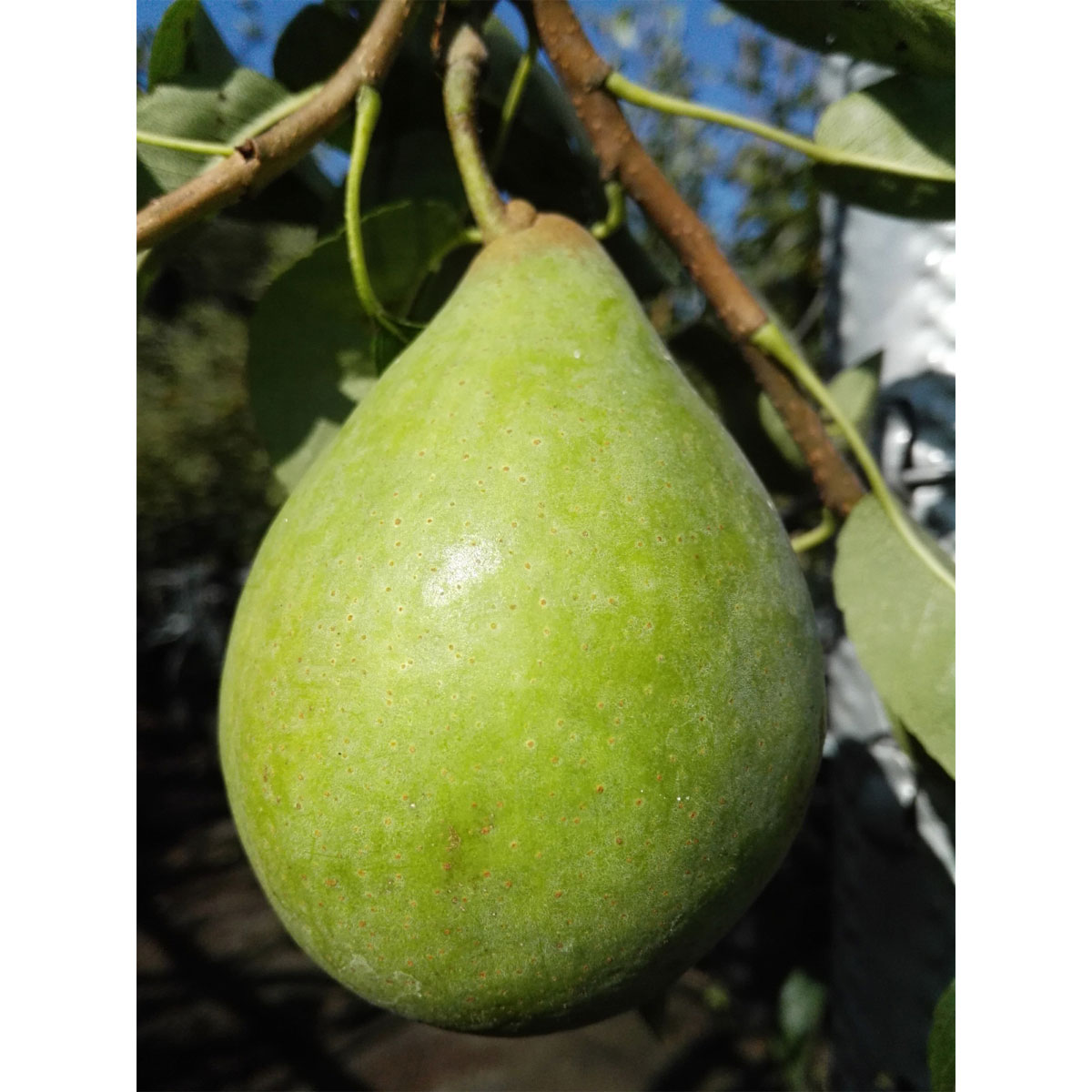 Birne Köstliche von Charneux