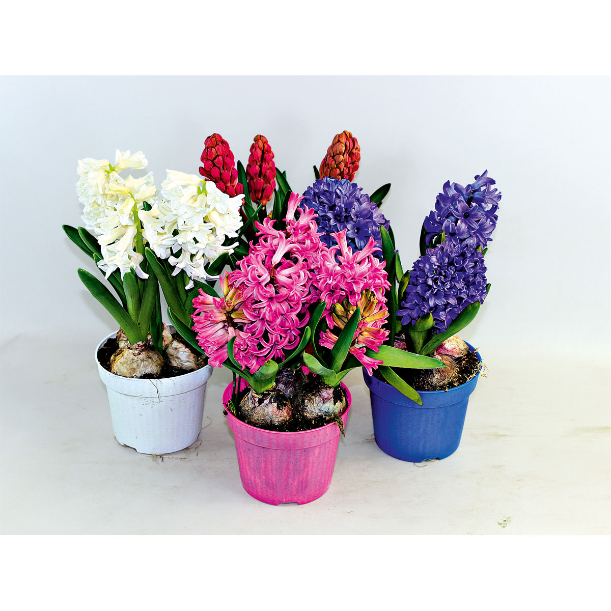 Plantiflor  Hyanzinthe im Farbmix Bild 3