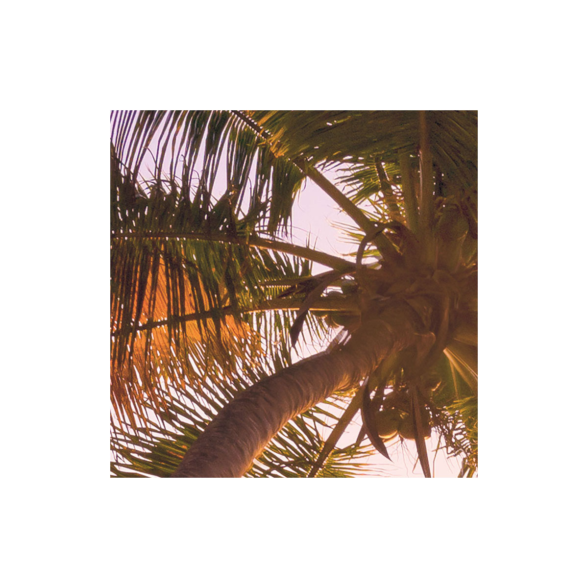 Komar  Vlies Fototapete Reaching the Sun 400x250 cm Bild 8