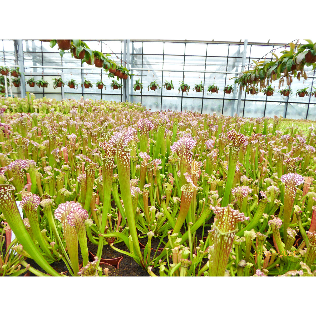 Plantiflor  Schlauchpflanze Topf Durchmesser 9 cm