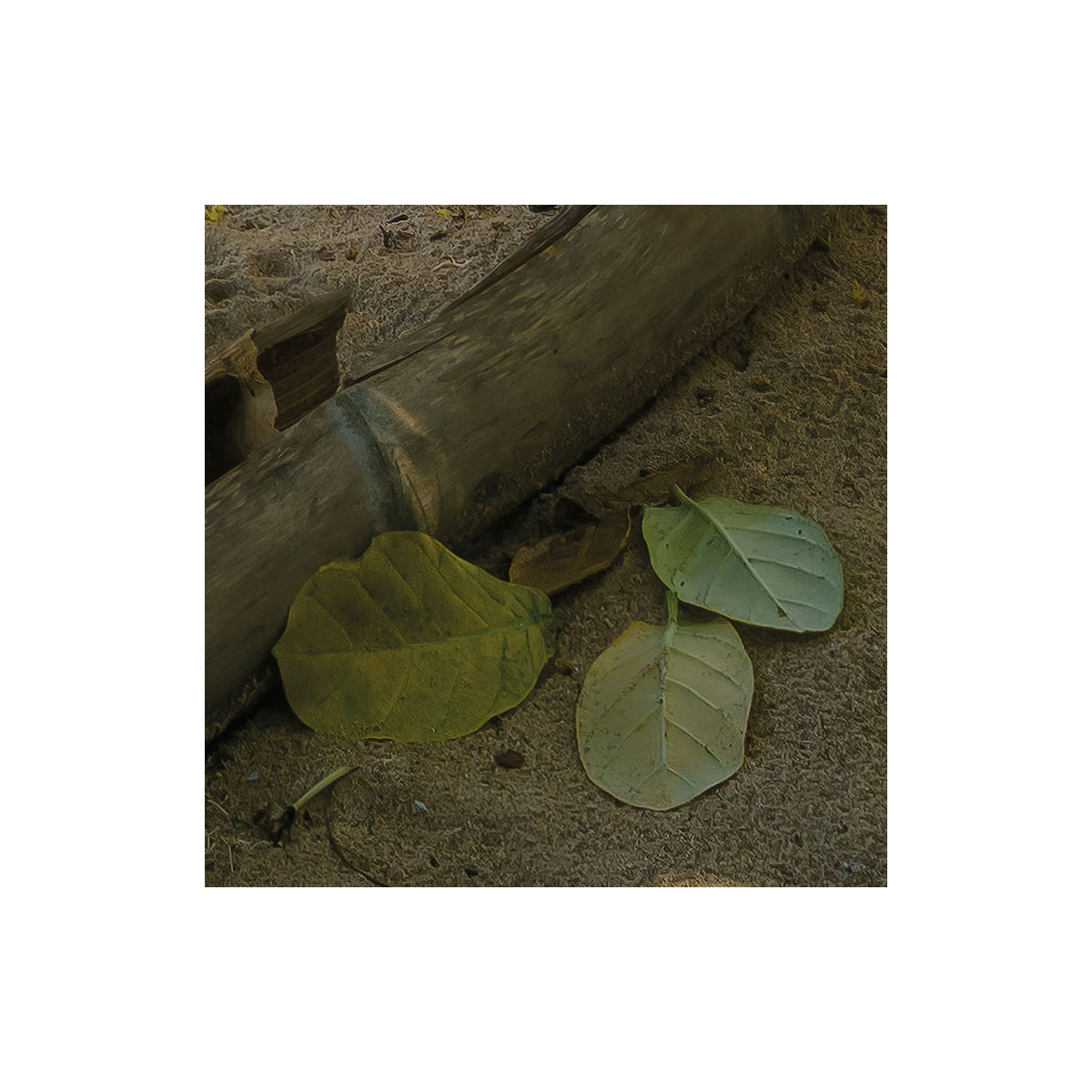 Komar  Vlies Fototapete Strandoase Südsee 450x280 cm Bild 6