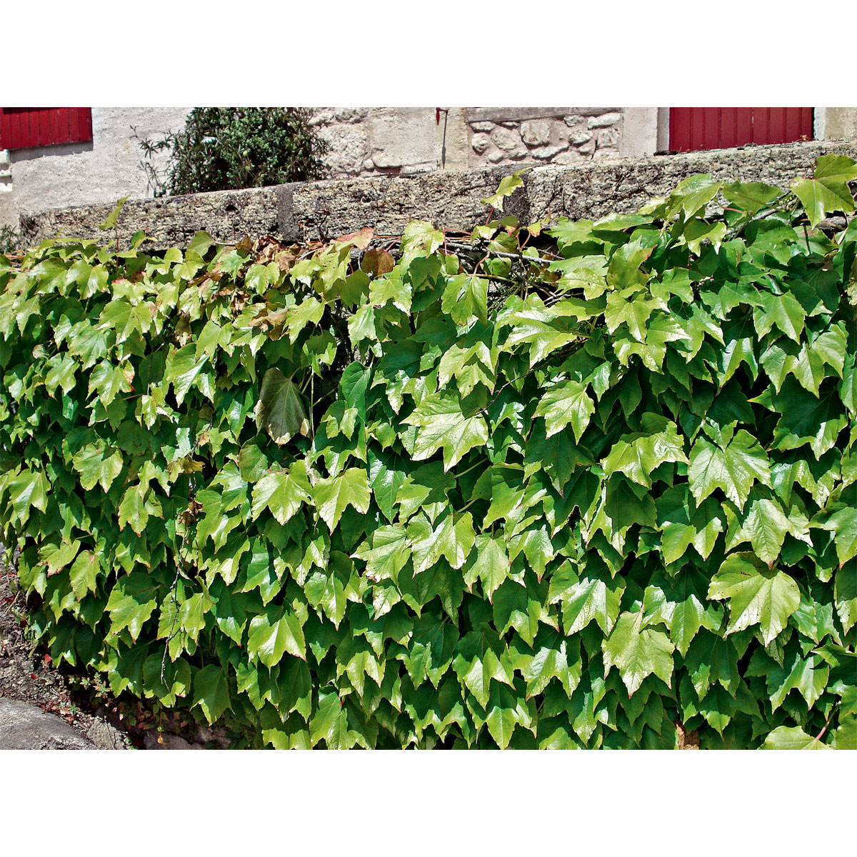 Plantiflor Wilder Wein Topf Durchmesser 17 cm Bild 4