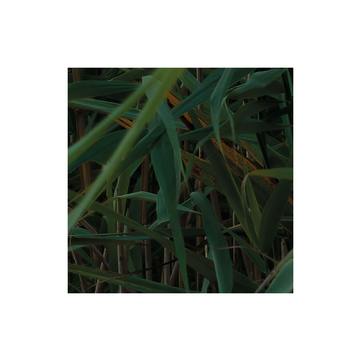 Komar  Vlies Fototapete Pastell 450x280 cm Bild 6