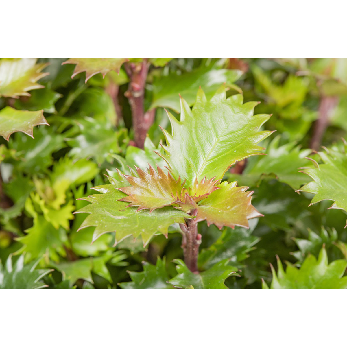 Plantiflor Stechpalme Little Rascal Topf Durchmesser 19 cm