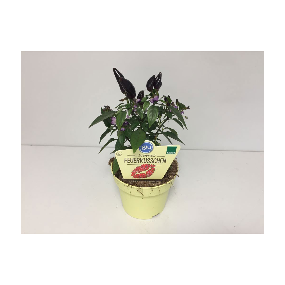 Plantiflor  Scharfes Feuerküsschen T12