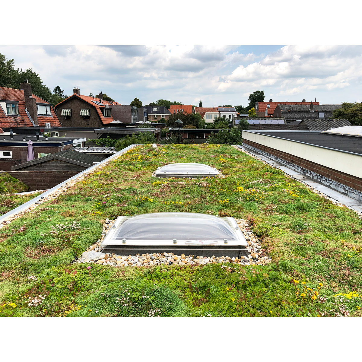 AboutGreen Gründachsystem Flachdach bis 5 Dachneigung 1 m² Bild 3