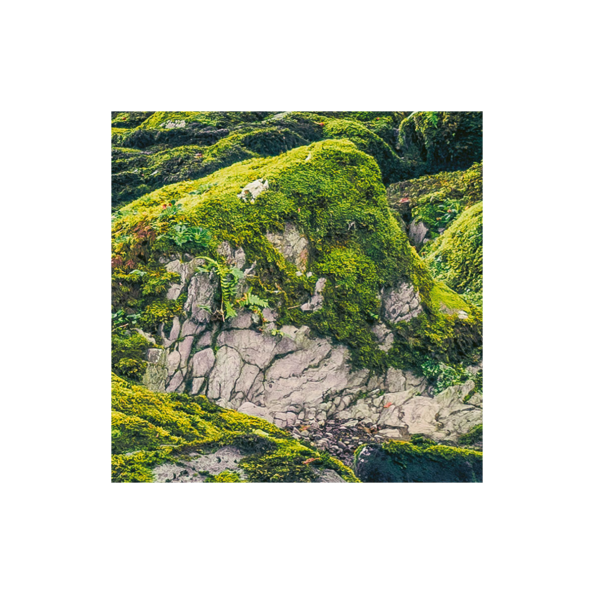 Komar  Vlies Fototapete Green Tales 400x250 cm Bild 7