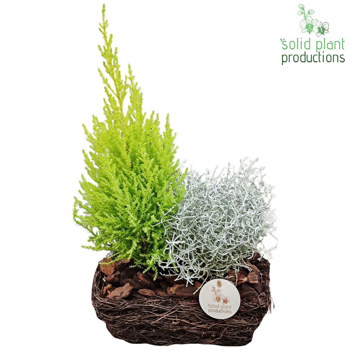 Bepflanzte Schale Herbst Salim Topf-Ø 24 cm Bild 3