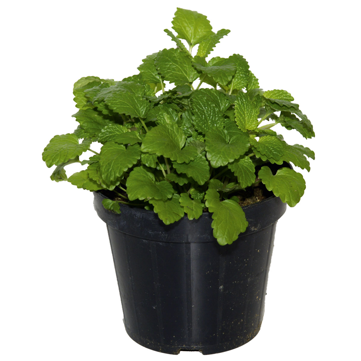 Plantiflor Zitronenmelisse T14