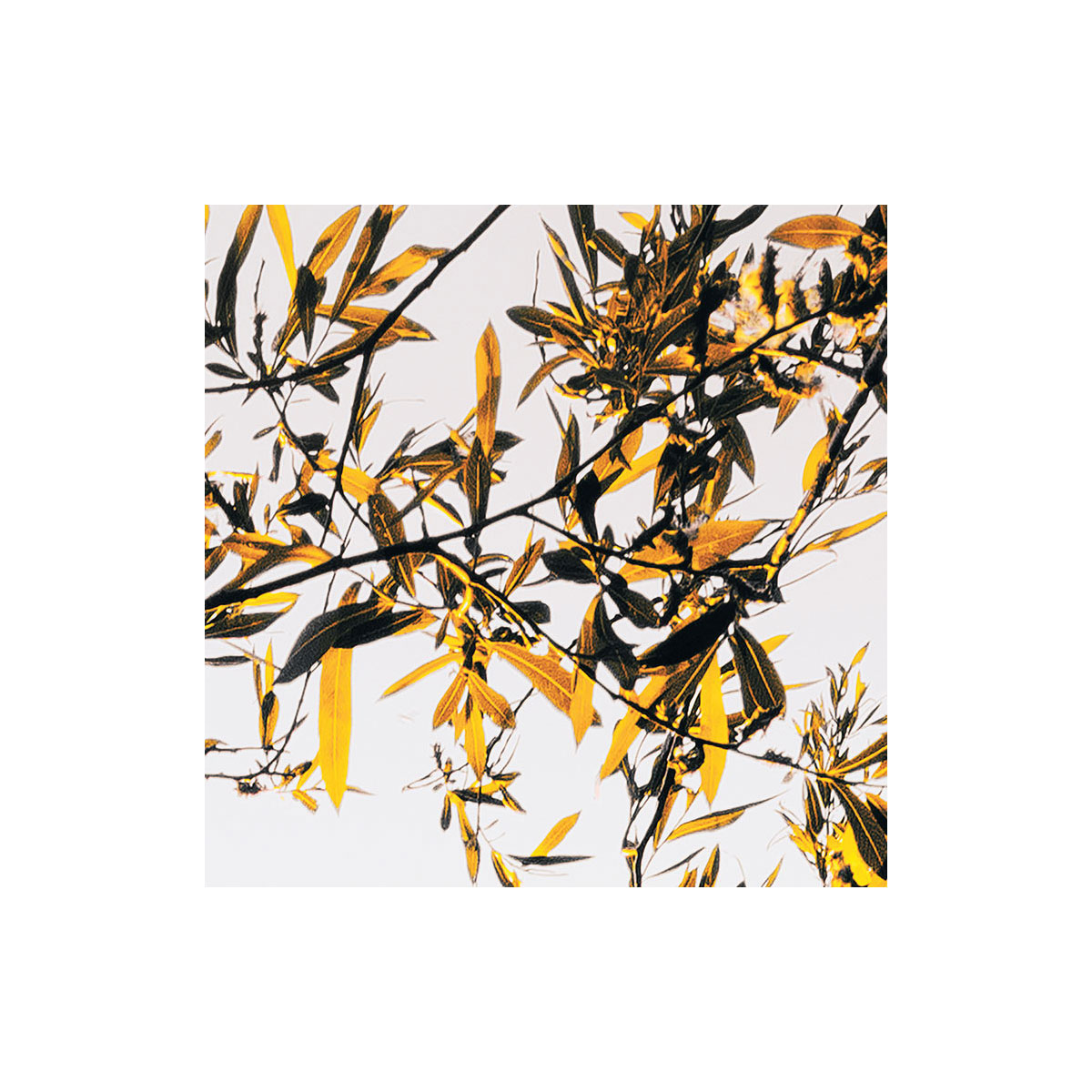 Komar  Vlies Fototapete Lakeside 300x250 cm Bild 8