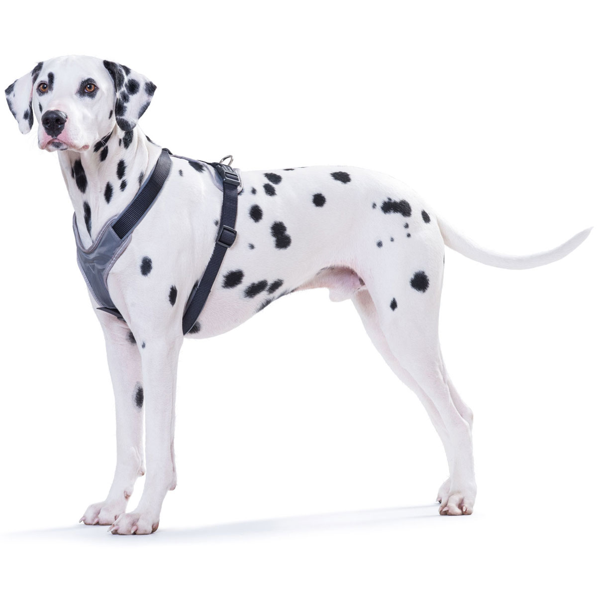 Hunter  Dog Geschirr Neopren schwarz/grau XL Bild 4