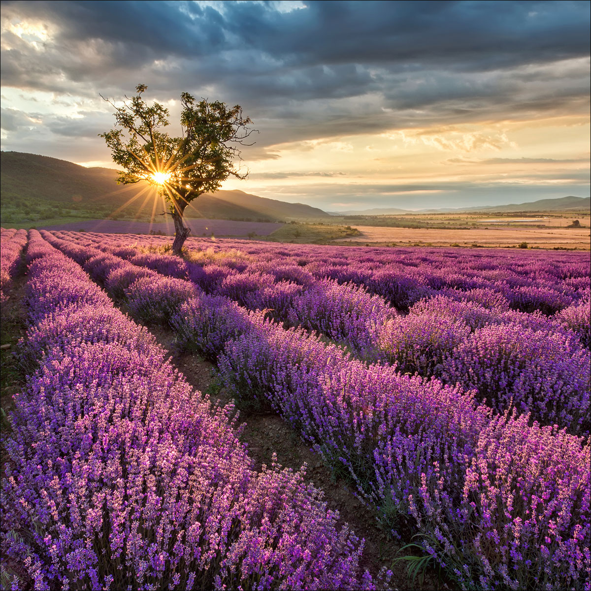 Glas-Art Silence 50 x 50 Glasbild