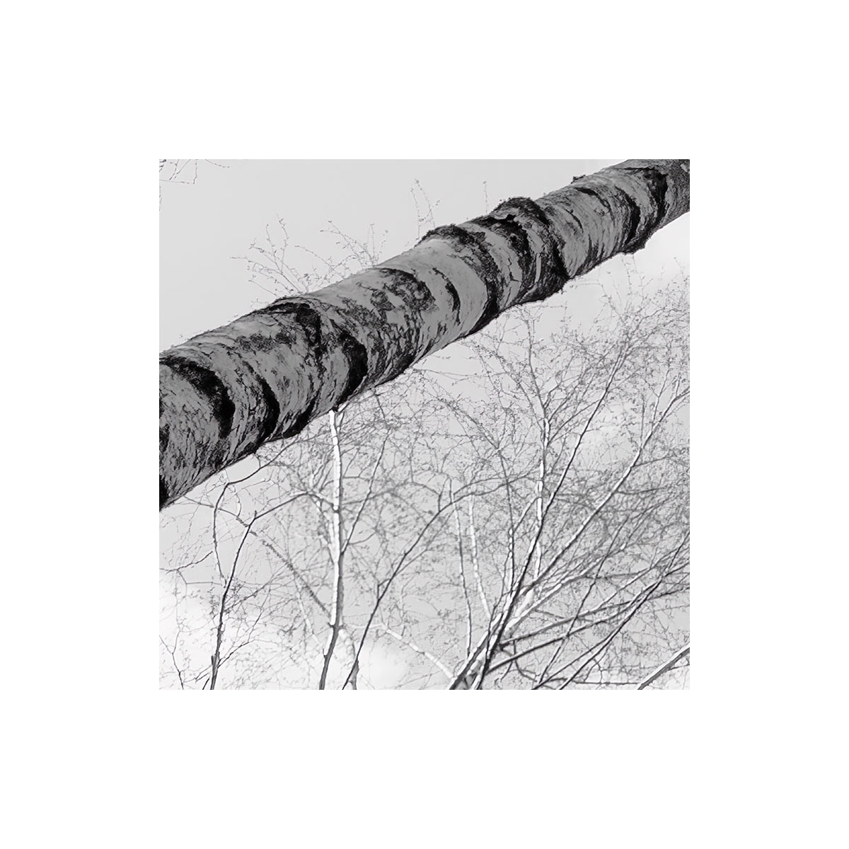 Komar  Vlies Fototapete Weiss-Blau 450x280 cm Bild 3