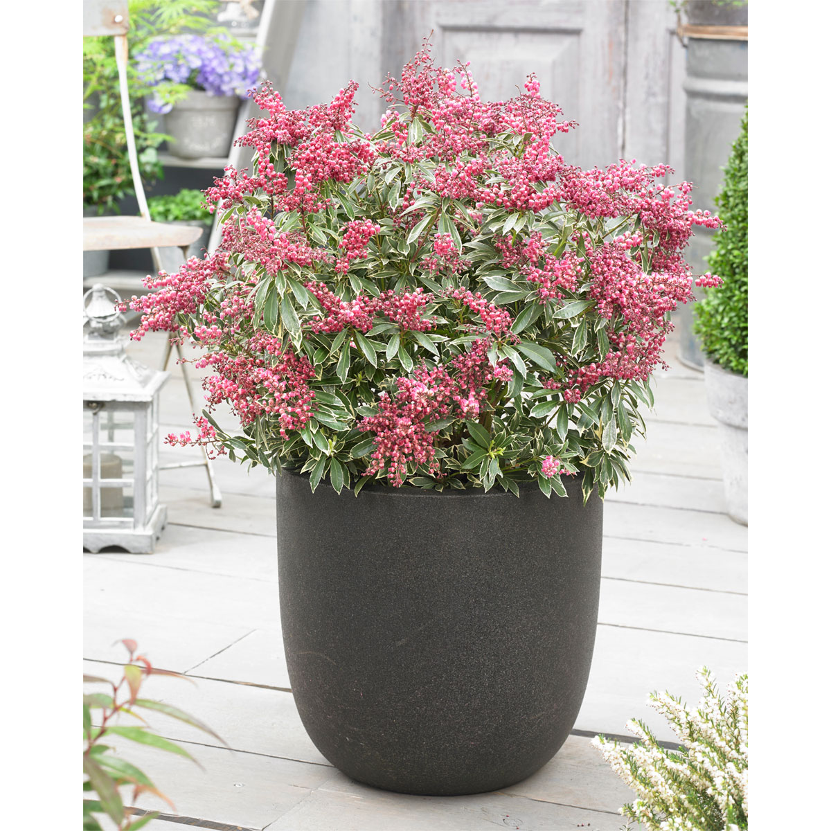 Plantiflor Lavendellheide Polar Passion Topf Durchmesser 23 cm