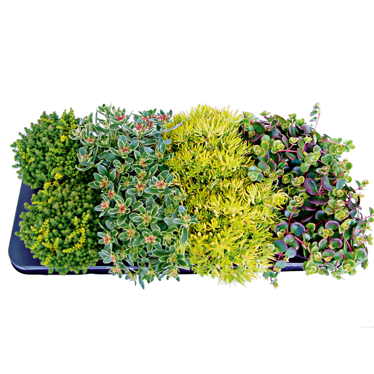 Plantiflor  Bodendecker-Stauden Pflasta la Vista Topf 13 cm Bild 1