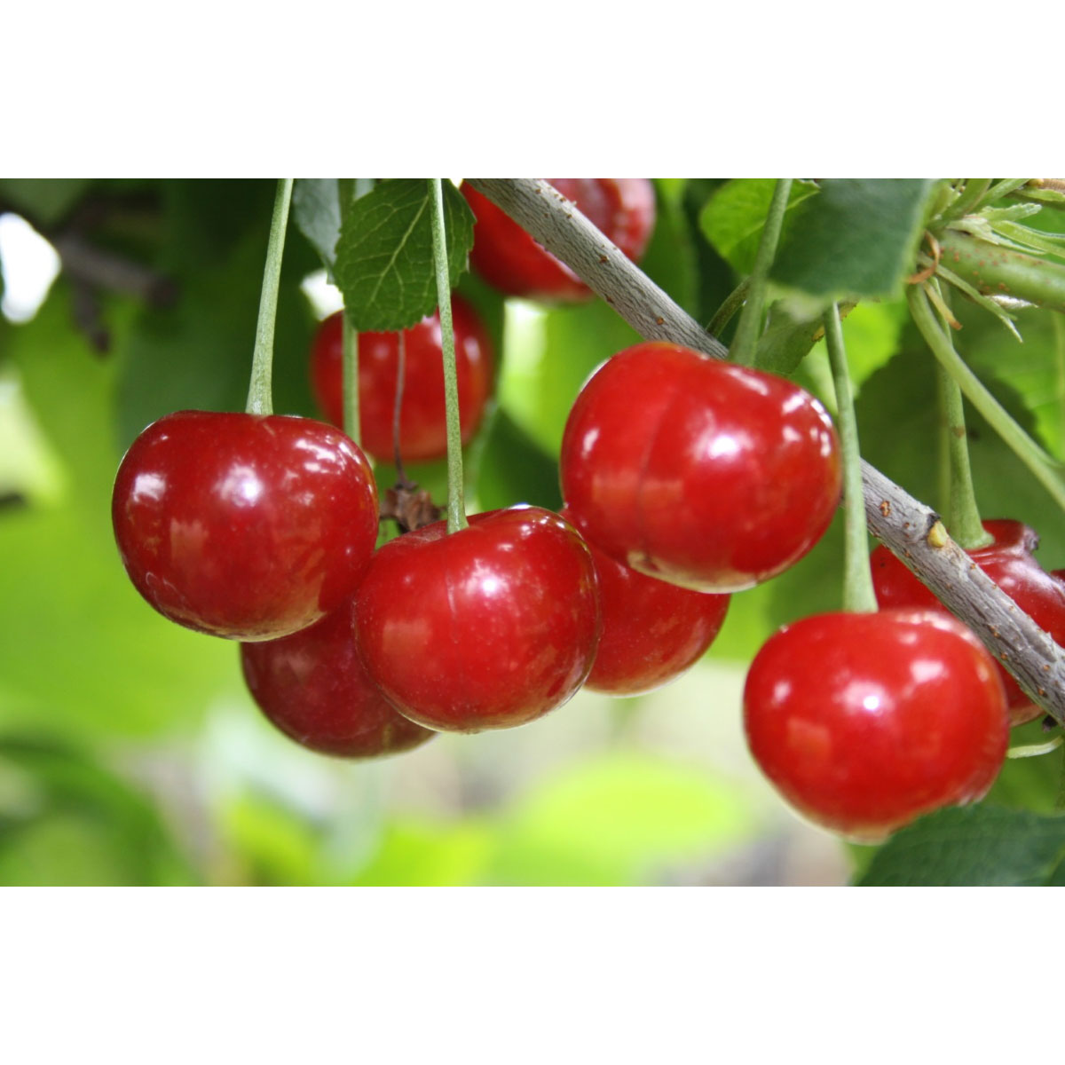 Zwergsauerkirsche Kobold