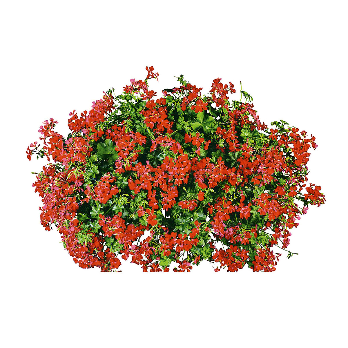 Plantiflor  Geranie hängend im Topf Durchmesser 10,5 cm