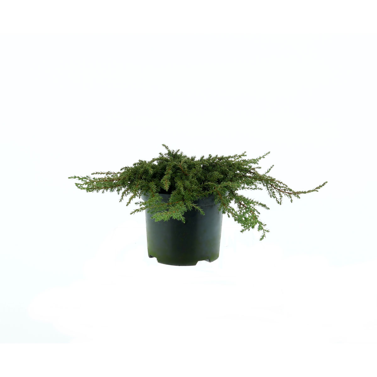 Plantiflor Grüner Kriechwacholder Green Carpet Topf Durchmesser 17 cm