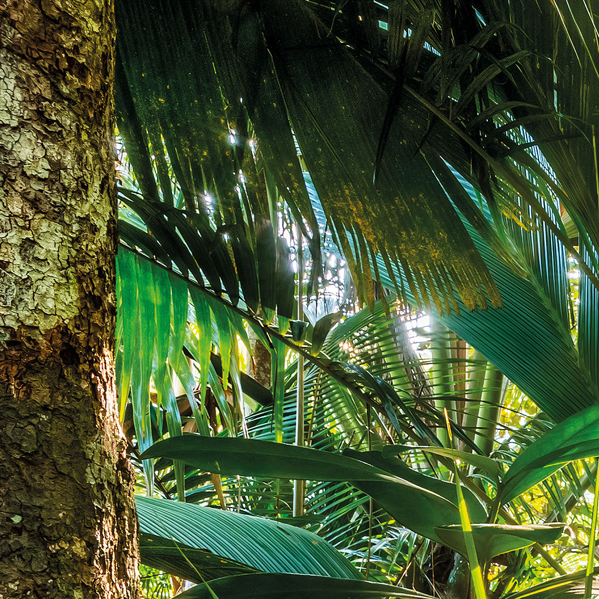 Komar  Papier Fototapete Jungle Trail 368x254 cm Bild 9