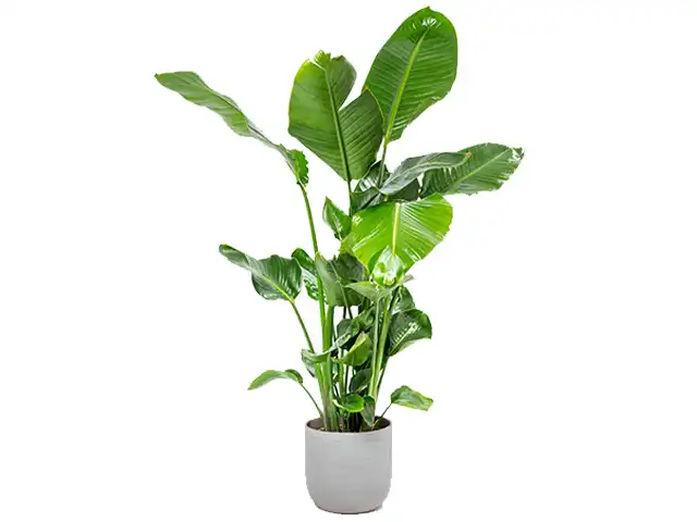 Eine Strelitzia Pflanze in einem weißen Topf.