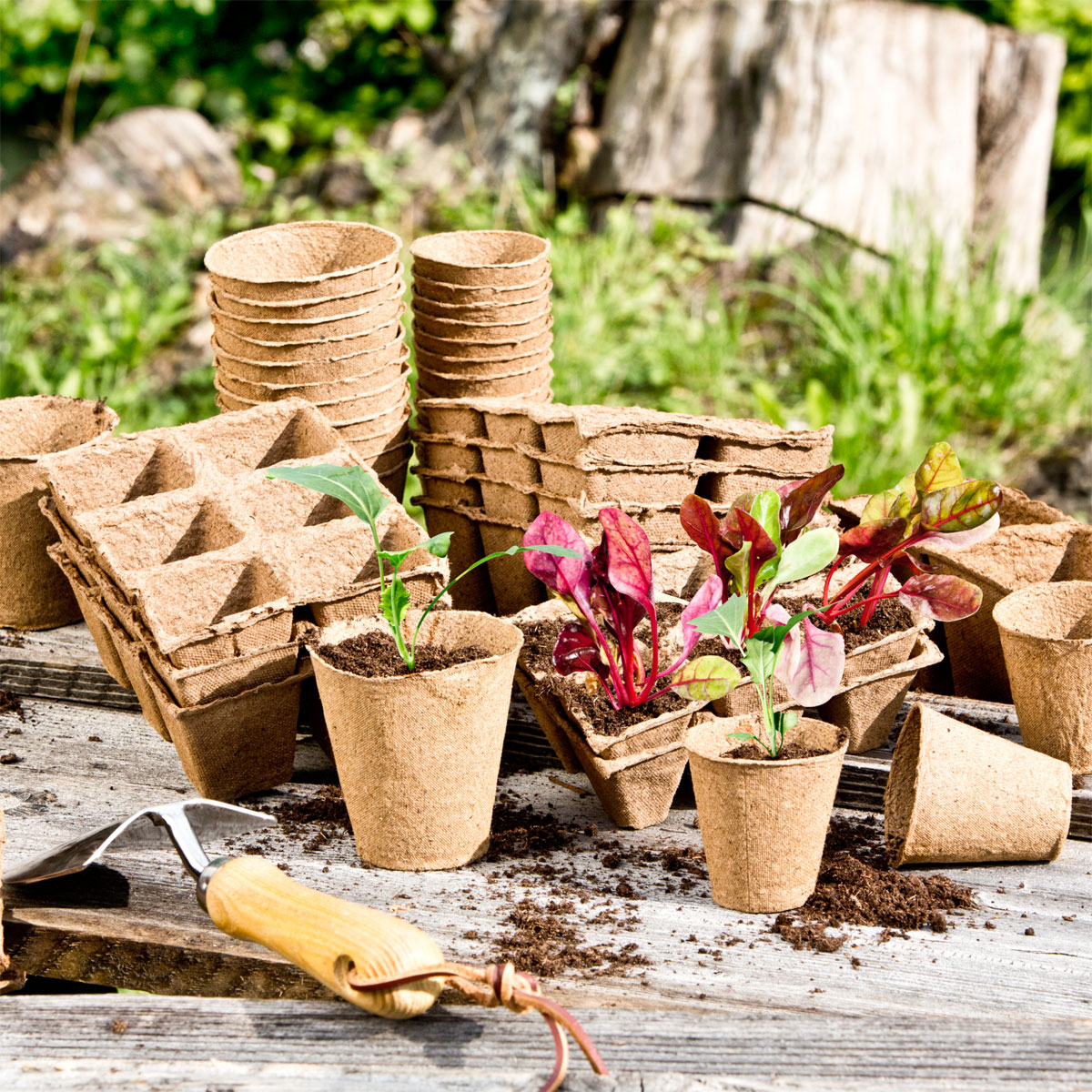 Windhager  Torf-Anzuchttöpfe 4 cm Bild 1