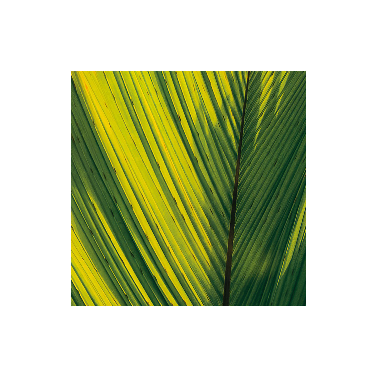 Komar  Vlies Fototapete Golden Air 450x280 cm Bild 5