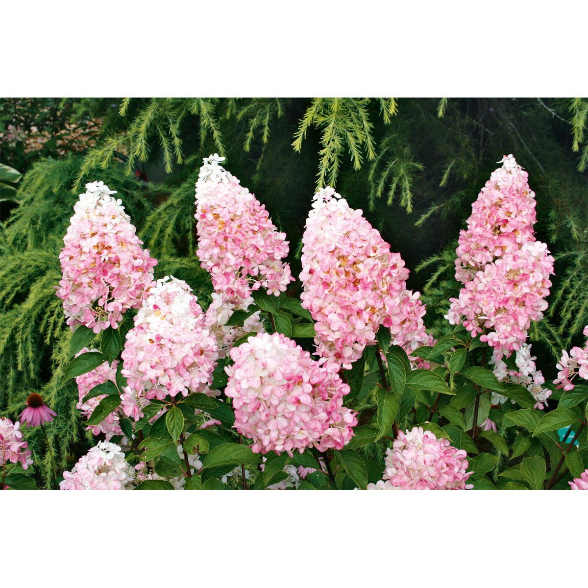 Rispenhortensie Living Creations Topf- Durchmesser 23 cm Bild 4