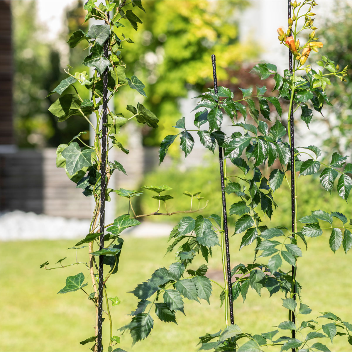 Windhager  Fiberglas Pflanzstab 180 cm Durchmesser 8 mm Bild 1