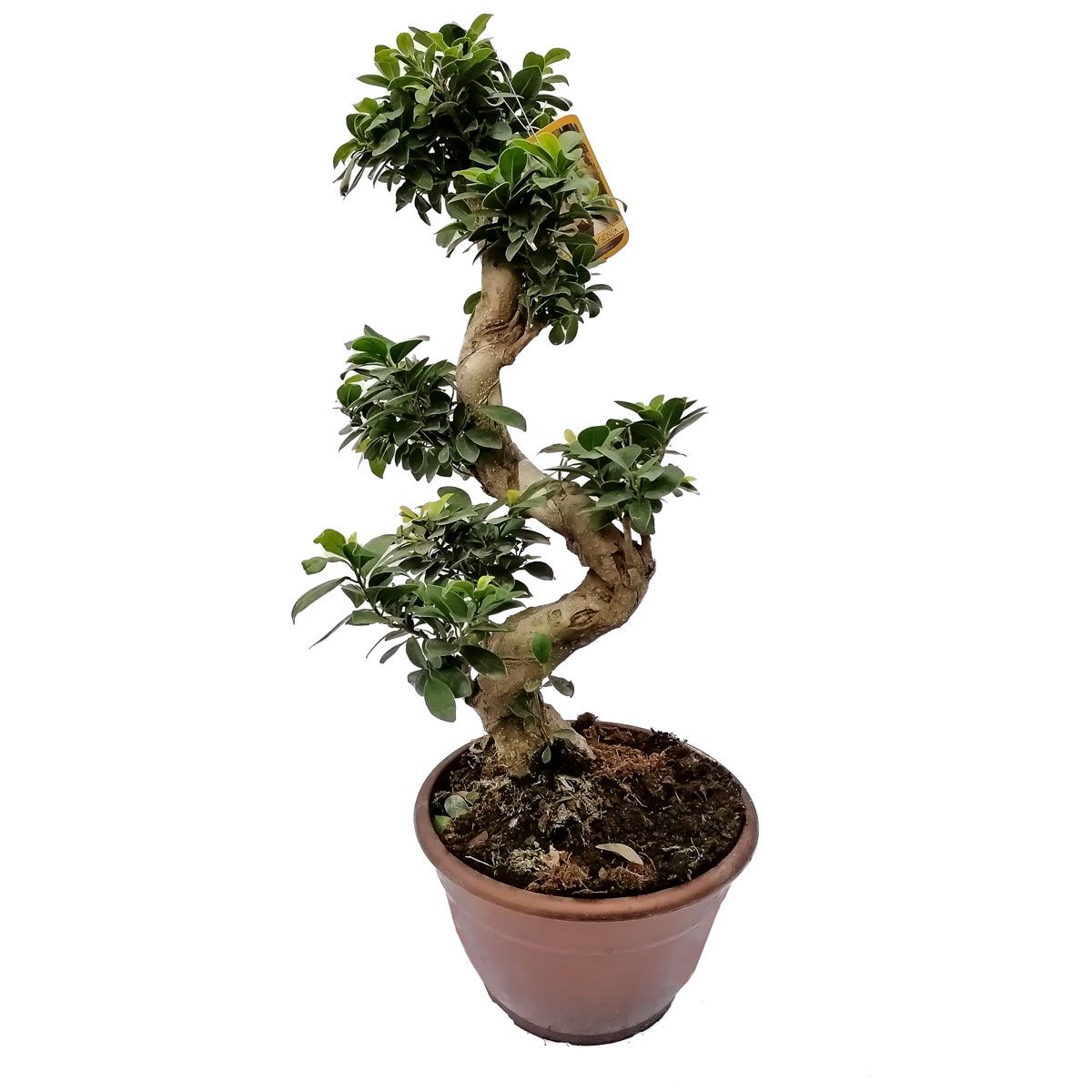Plantiflor  Ficus Ginseng S-Form 80 cm T25