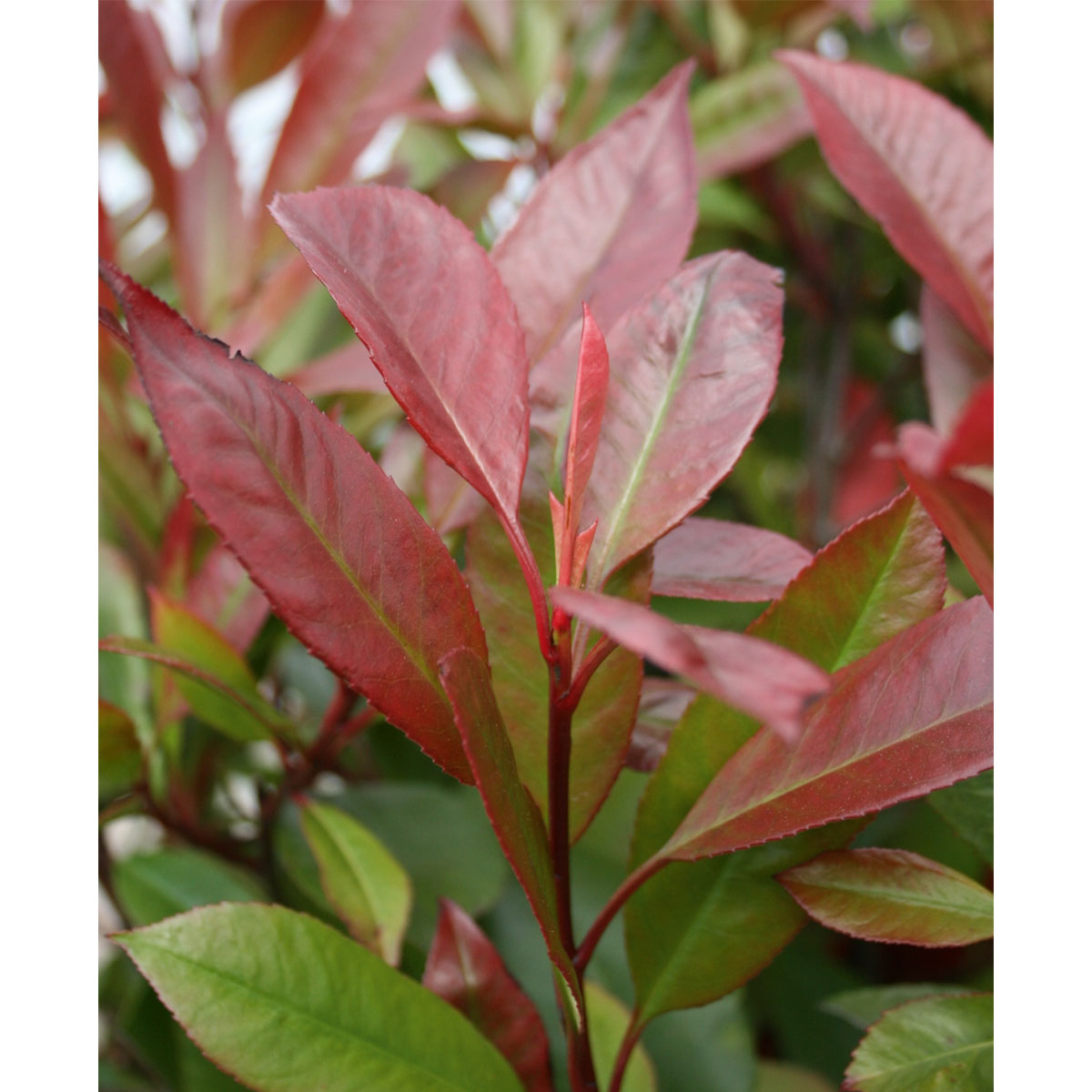 Plantiflor  Glanzmispel Carré Rouge Topf Durchmesser 17 cm Bild 4