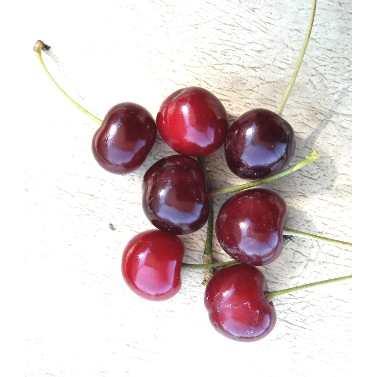 Sauerkirsche Vowi Colt