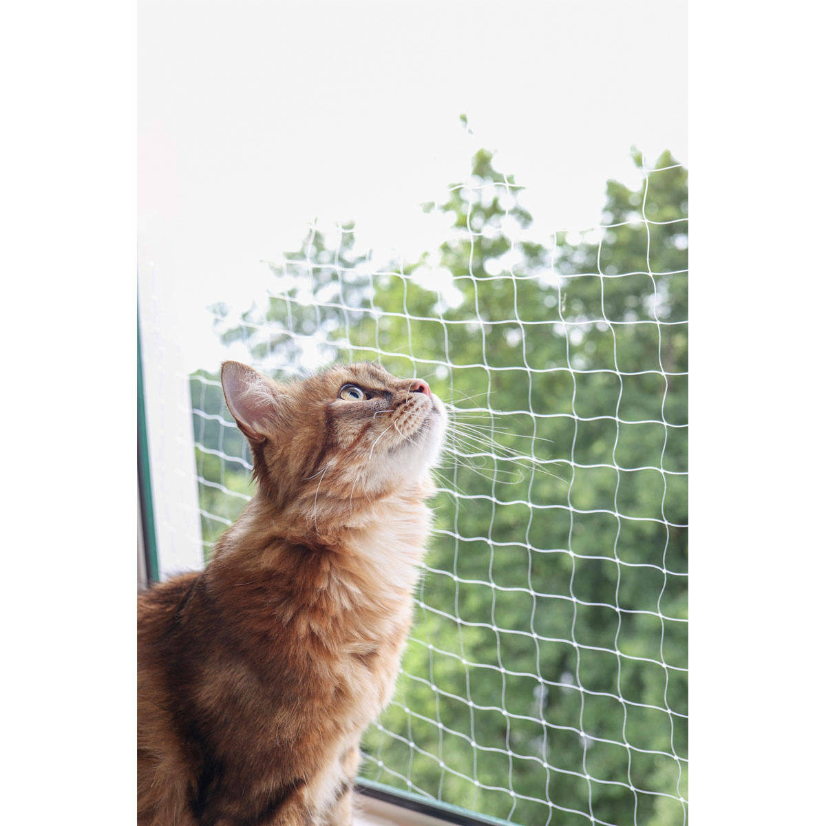 Katzenschutznetz 2 x 3 m transparent Bild 2