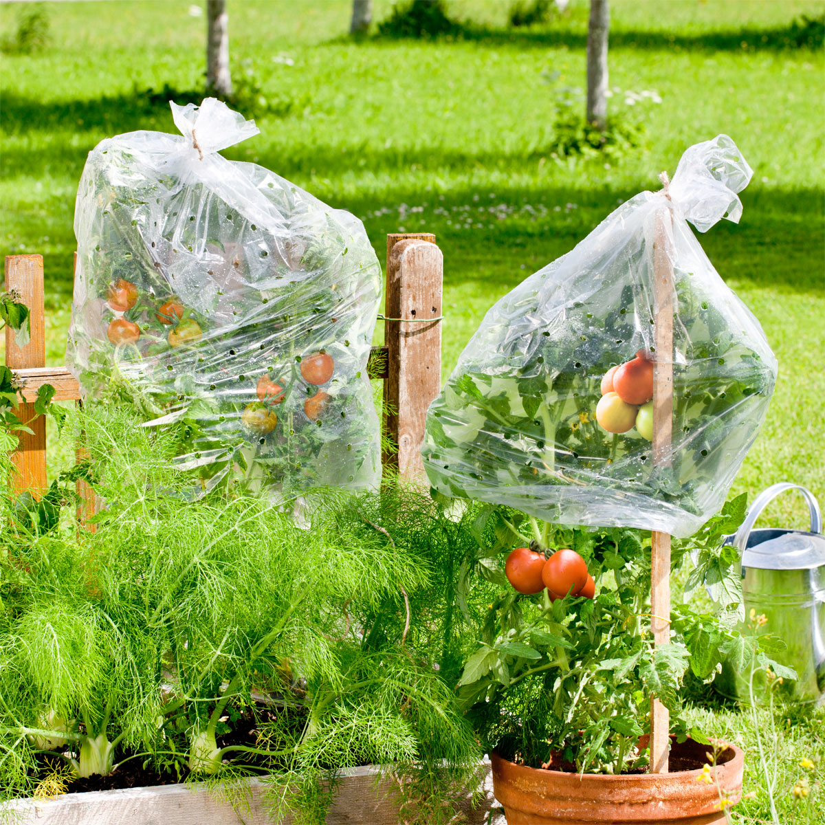 Windhager Tomaten-Folienschlauch 10 x 0,65m Bild 3