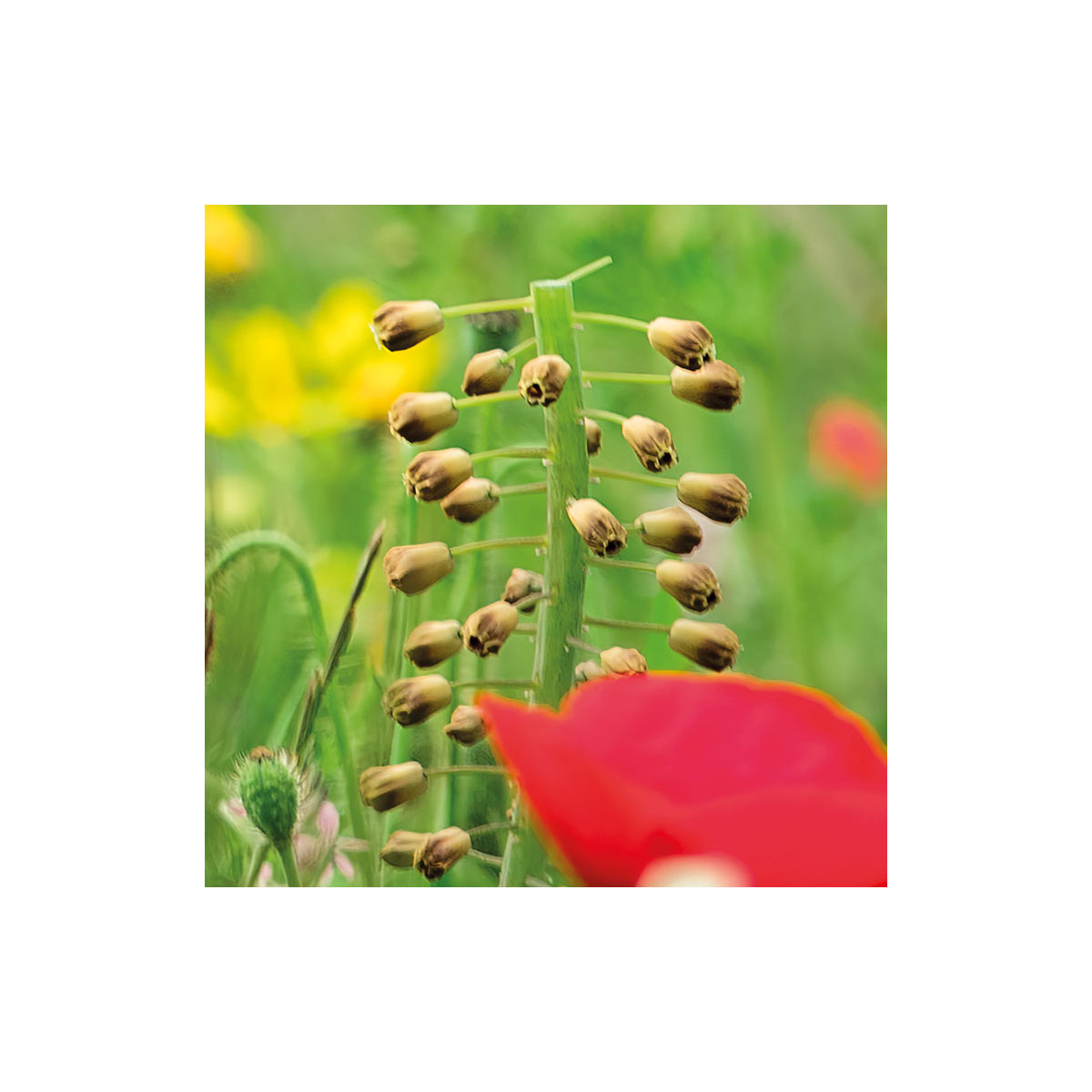 Komar  Vlies Fototapete Wiesenzauber II 450x280 cm Bild 3