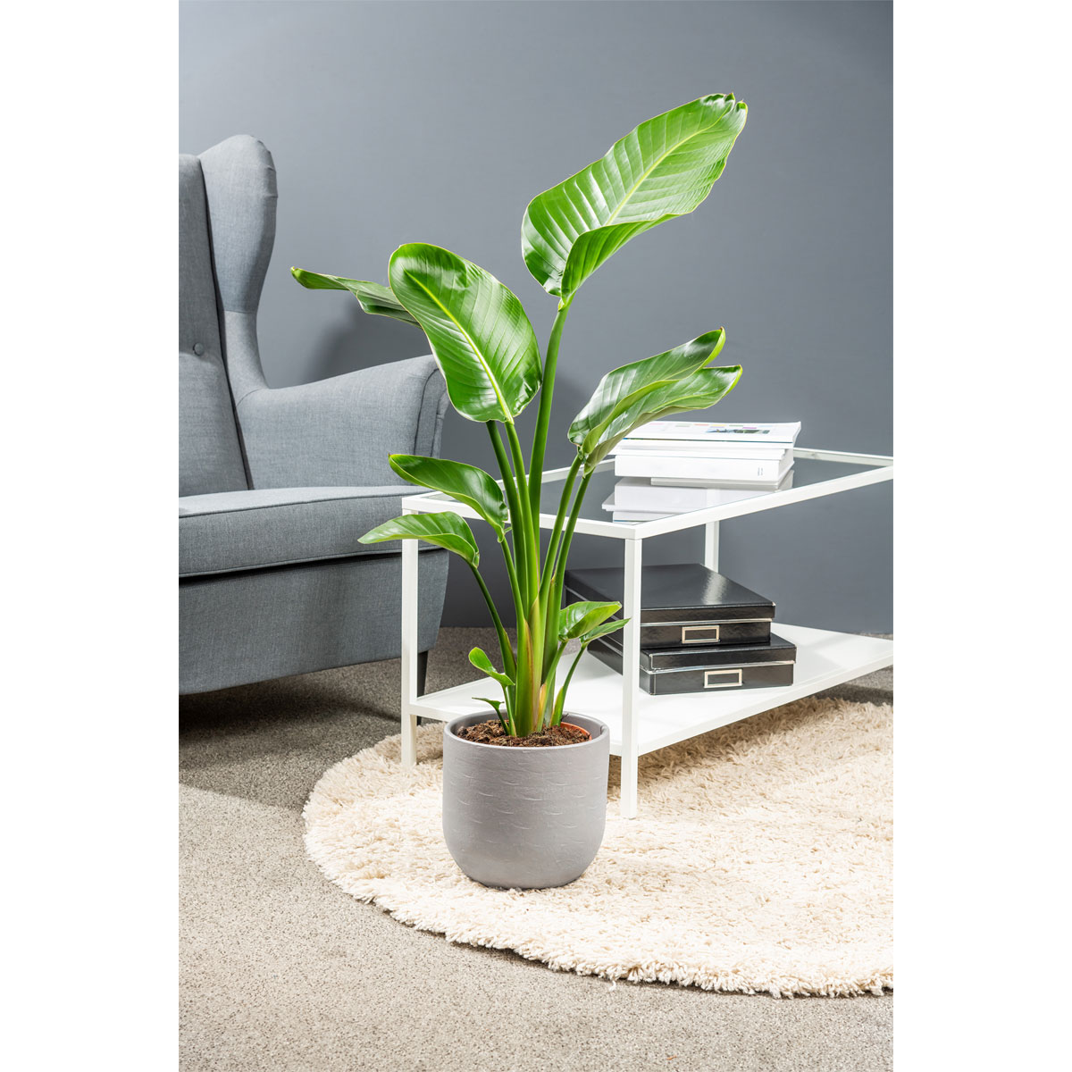 Plantiflor  Baumstrelitzie Topf-Ø 19 cm, Bild 4