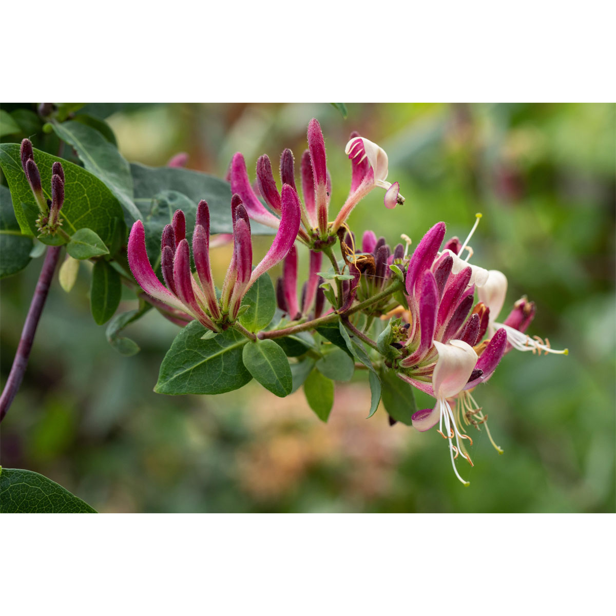 Plantiflor Feuer-Geißschlinge Topf Durchmesser 17 cm