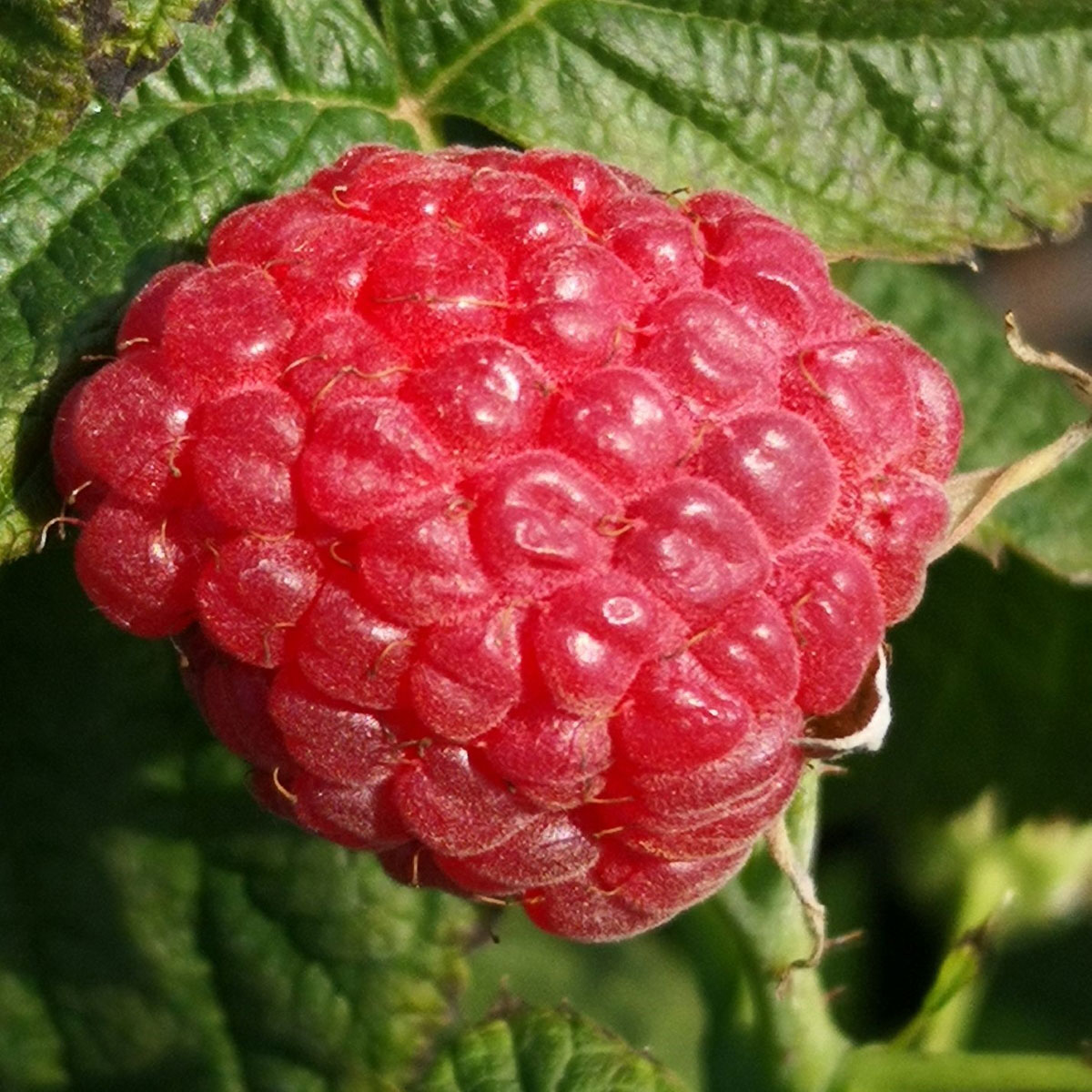 Himbeere Polana zweimaltragend