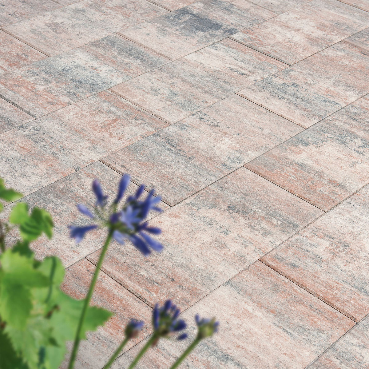 Diephaus  Terrassenplatte No. 1 Nature muschelbeige 50 x 25 x 4 cm Bild 3