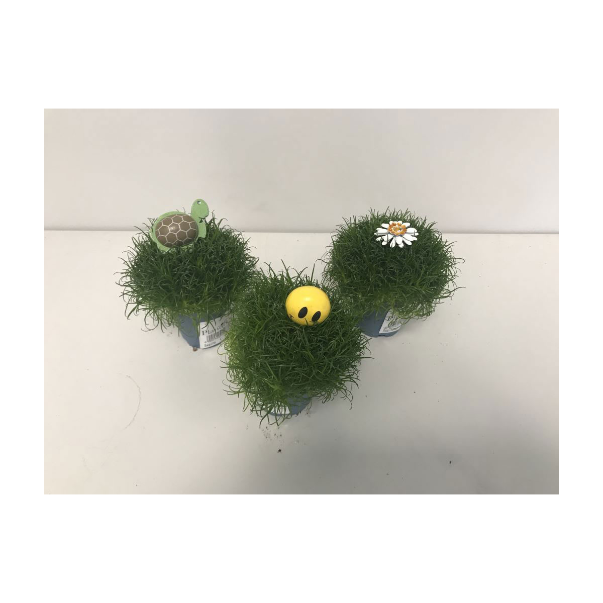 Plantiflor  Sternmoos-Mix T5,5