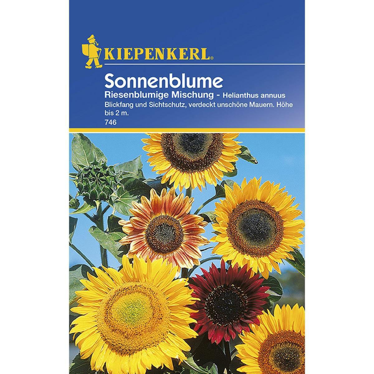 Kiepenkerl Sonnenblumen Helianthus riesenblütig