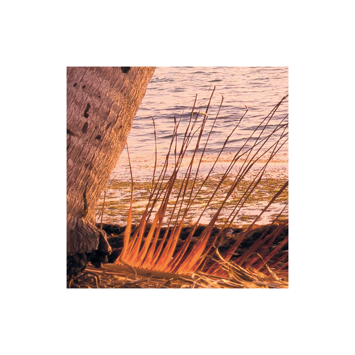 Komar  Vlies Fototapete Reaching the Sun 400x250 cm Bild 5