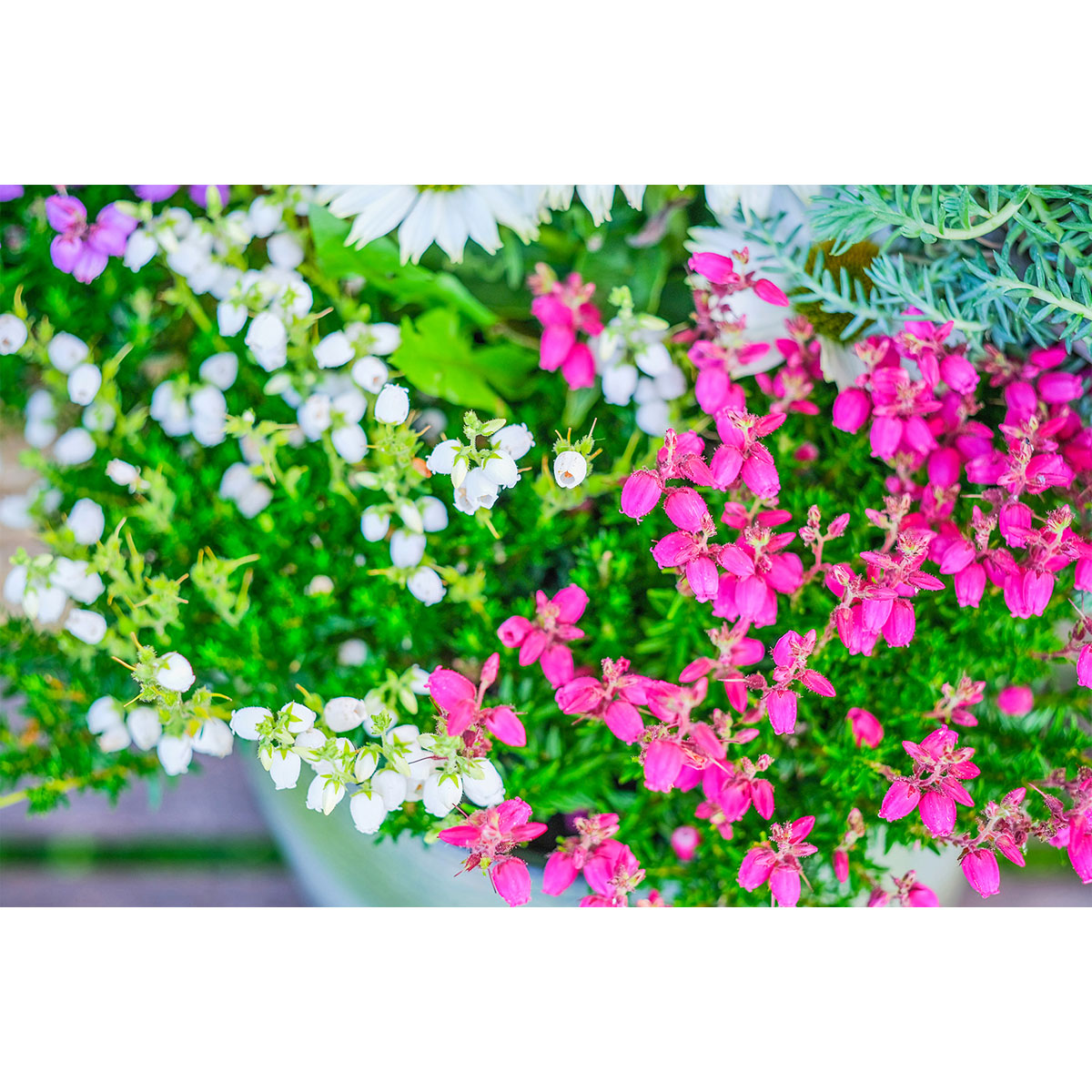 Glockenheide Topf- Durchmesser 11 cm Bild 4