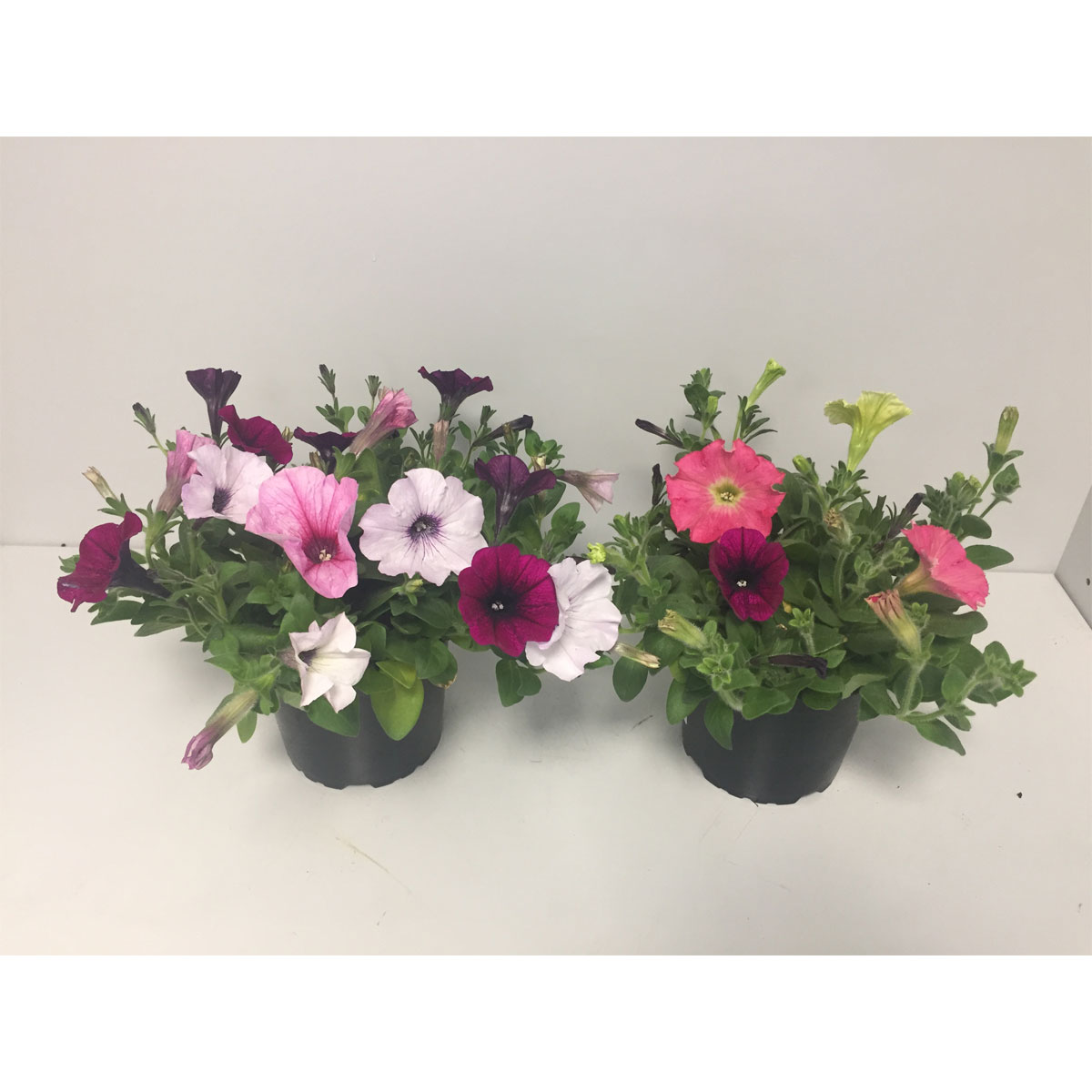 Plantiflor  Petunie Easy Wave 3-farbig Topf Durchmesser 12 cm