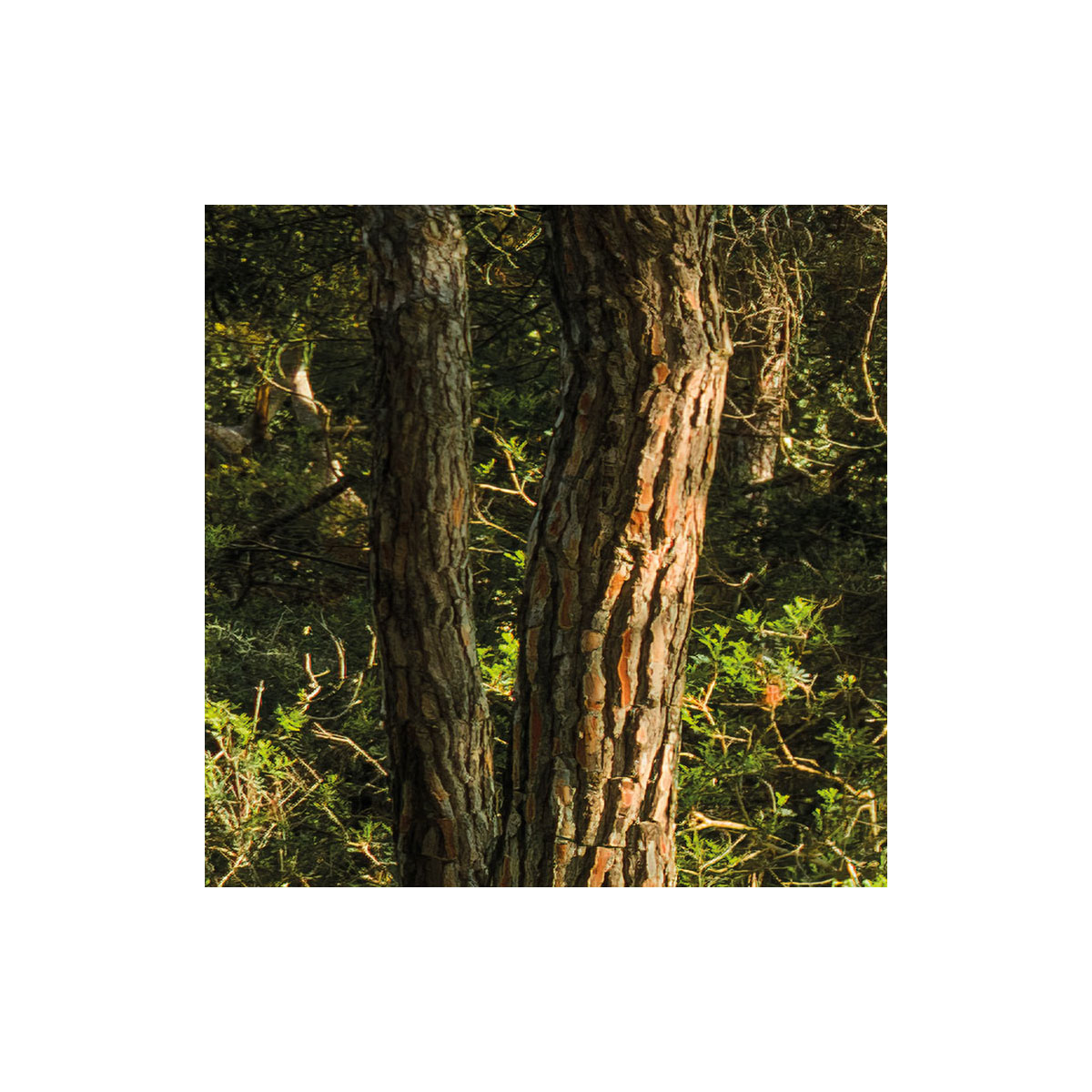 Komar  Vlies Fototapete Blütenzauberwald 450x280 cm Bild 5