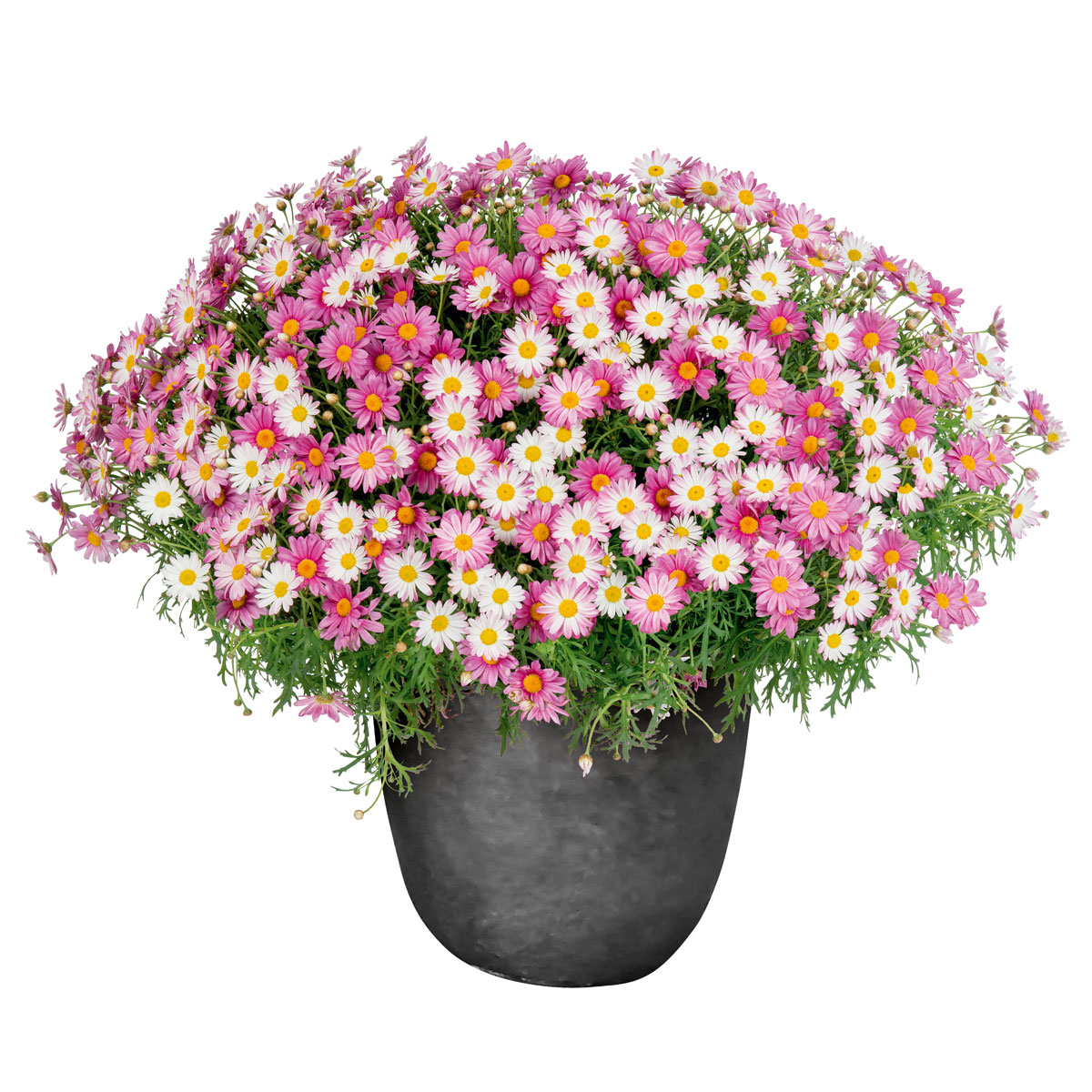 Pflanztopf Wiped Grey 35 x 35 cm Bild 2