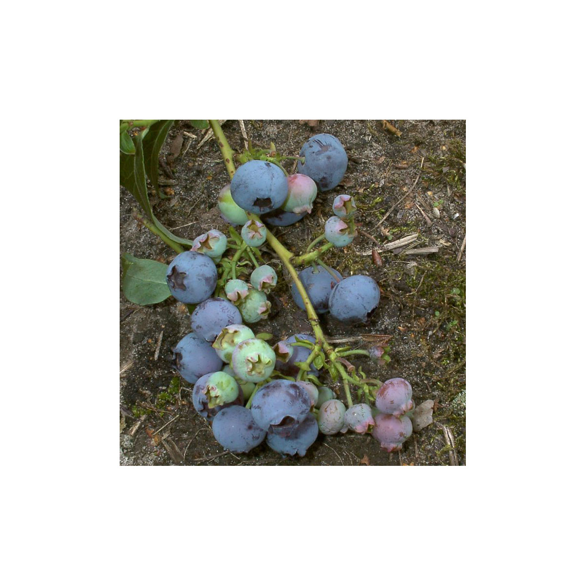 Gartenheidelbeere Darrow