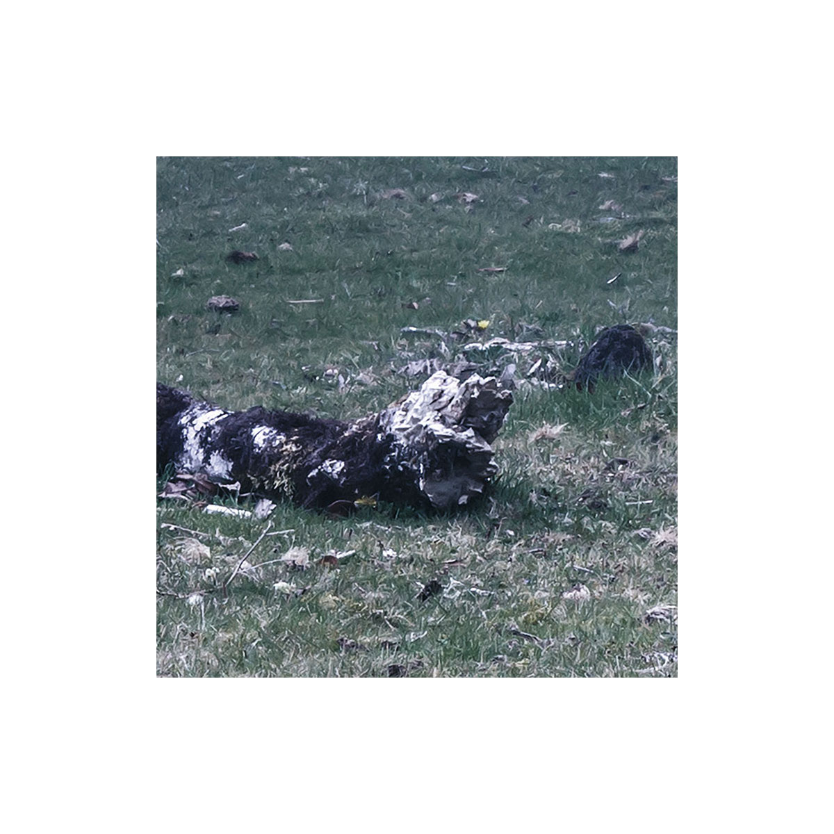 Komar  Vlies Fototapete Ghost Line 400x250 cm Bild 8